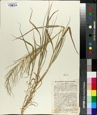 Leptochloa panicea image