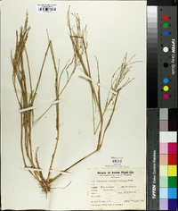 Leptochloa virgata image