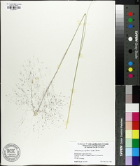 Muhlenbergia capillaris image