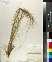 Muhlenbergia capillaris image