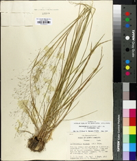 Muhlenbergia capillaris image