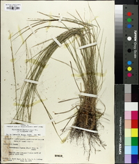 Muhlenbergia capillaris image