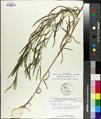 Muhlenbergia frondosa image