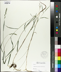 Muhlenbergia glomerata image