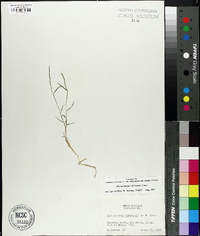 Muhlenbergia schreberi image