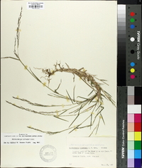 Muhlenbergia schreberi image