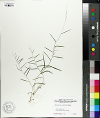 Muhlenbergia schreberi image