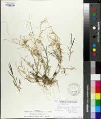 Muhlenbergia schreberi image