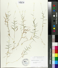 Muhlenbergia schreberi image