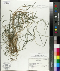 Muhlenbergia schreberi image