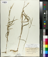 Muhlenbergia tenuiflora image