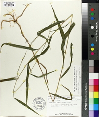 Muhlenbergia tenuiflora image