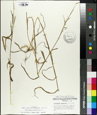 Muhlenbergia sylvatica image