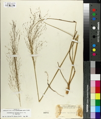 Muhlenbergia capillaris image