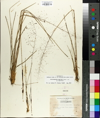 Muhlenbergia capillaris image