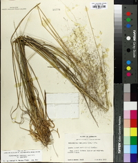 Muhlenbergia capillaris image