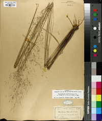 Muhlenbergia capillaris image