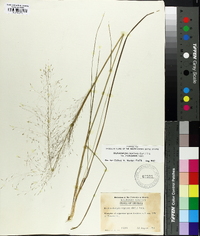 Muhlenbergia capillaris image