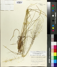 Muhlenbergia capillaris image