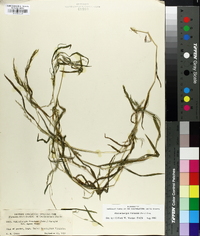 Muhlenbergia frondosa image