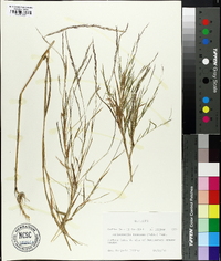 Muhlenbergia frondosa image