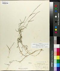 Muhlenbergia schreberi image