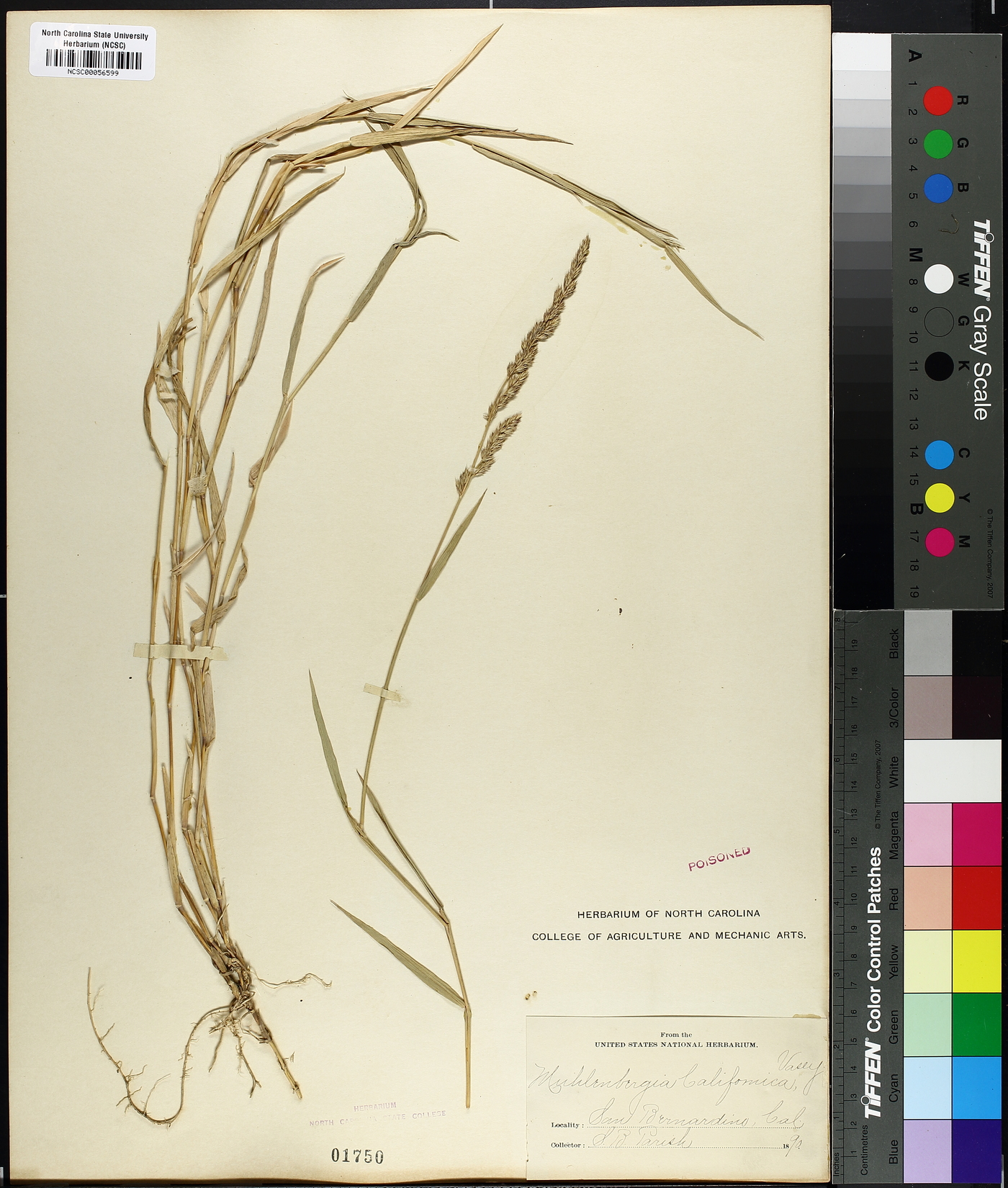 Muhlenbergia californica image