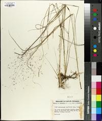 Muhlenbergia capillaris image