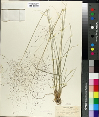 Muhlenbergia capillaris image