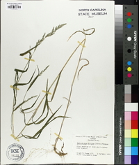 Muhlenbergia frondosa image