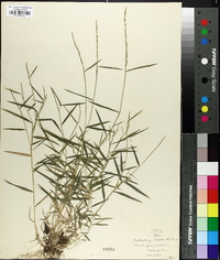 Muhlenbergia schreberi image