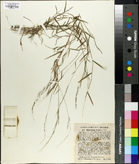 Muhlenbergia schreberi image