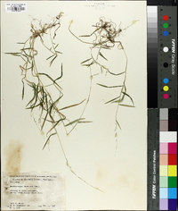 Muhlenbergia schreberi image