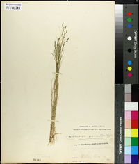 Muhlenbergia richardsonis image