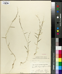 Muhlenbergia tenuiflora image