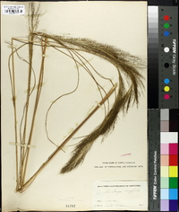 Muhlenbergia longifolia image