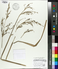 Panicum amarum image