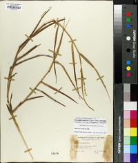 Panicum amarum image