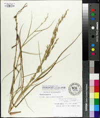 Panicum amarum image