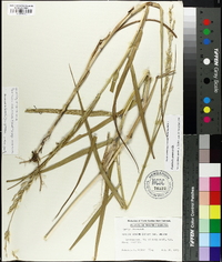 Panicum amarum image