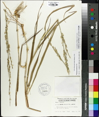 Panicum amarum image