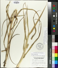 Panicum amarum image