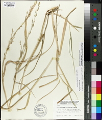 Panicum amarum image