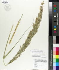 Panicum amarum image