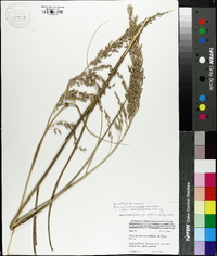 Panicum amarum image