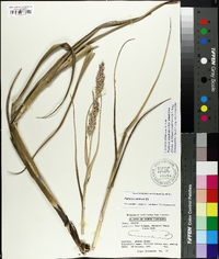 Panicum amarum image