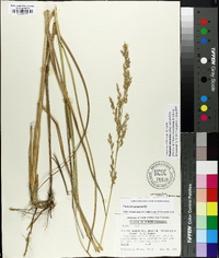 Panicum amarum image