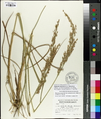 Panicum amarum image