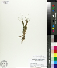 Panicum philadelphicum image