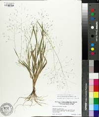 Panicum philadelphicum image